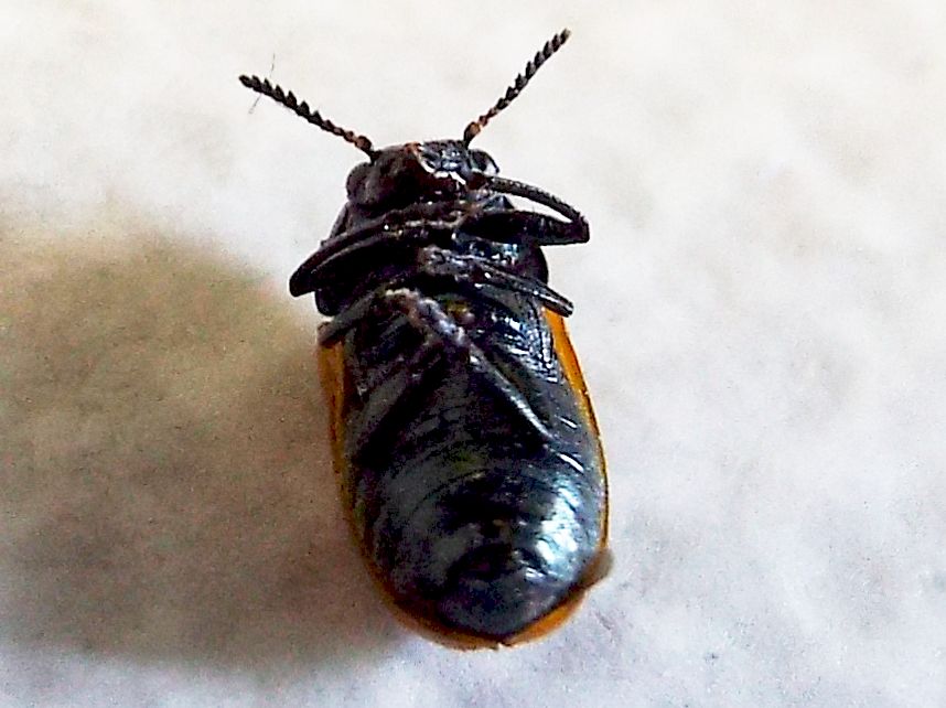 Chrysomelidae:   Labidostomis longimana, femmina