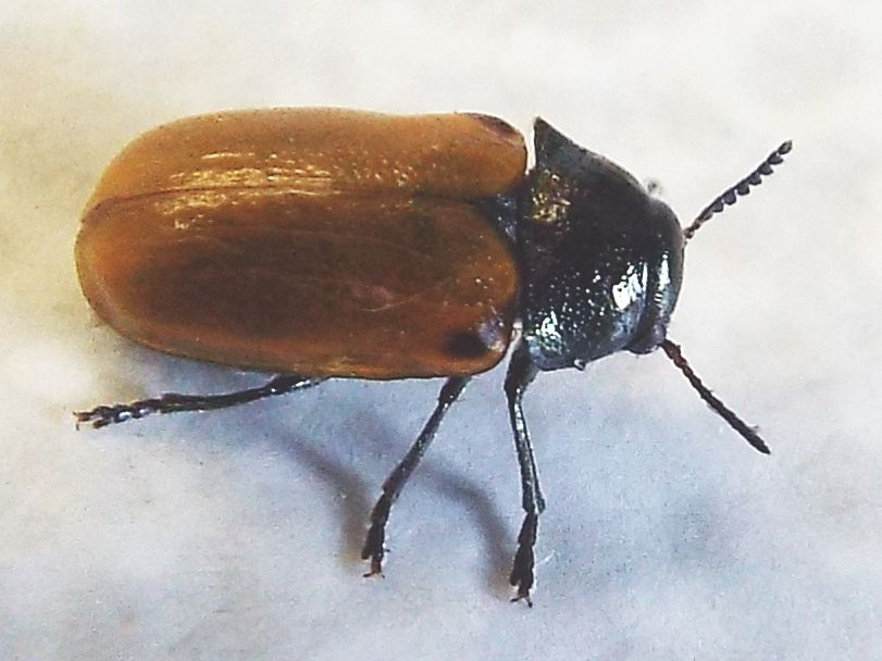 Chrysomelidae:   Labidostomis longimana, femmina