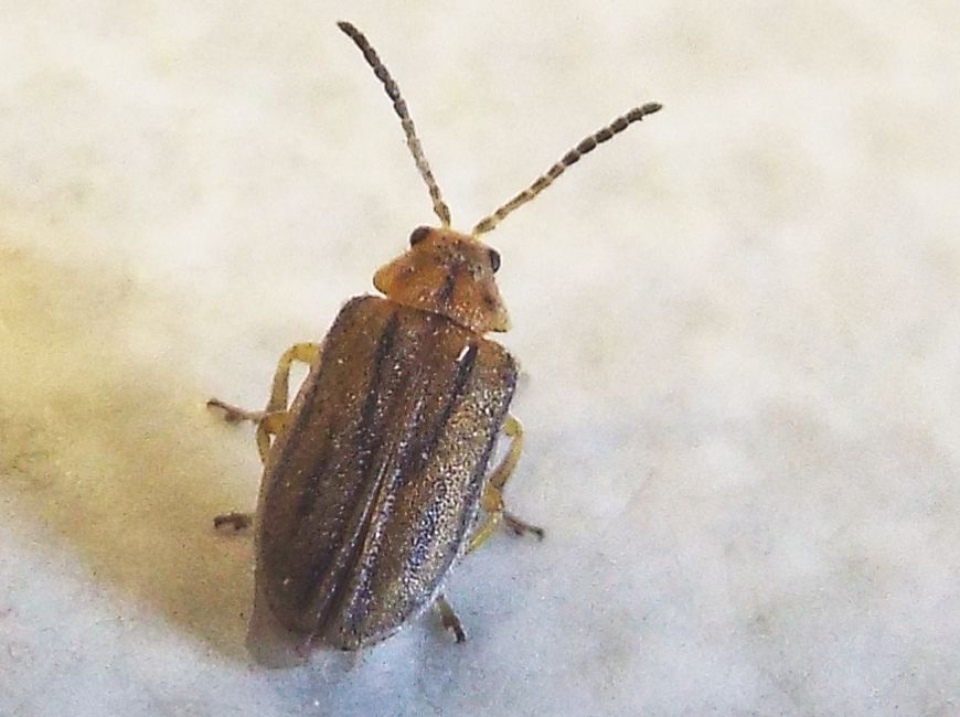 Chrysomelidae: Ophraella communa
