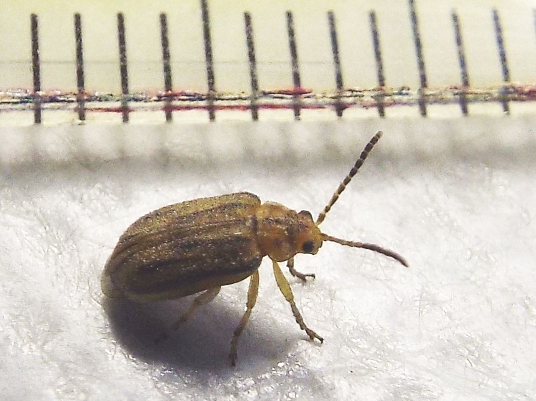 Chrysomelidae: Ophraella communa