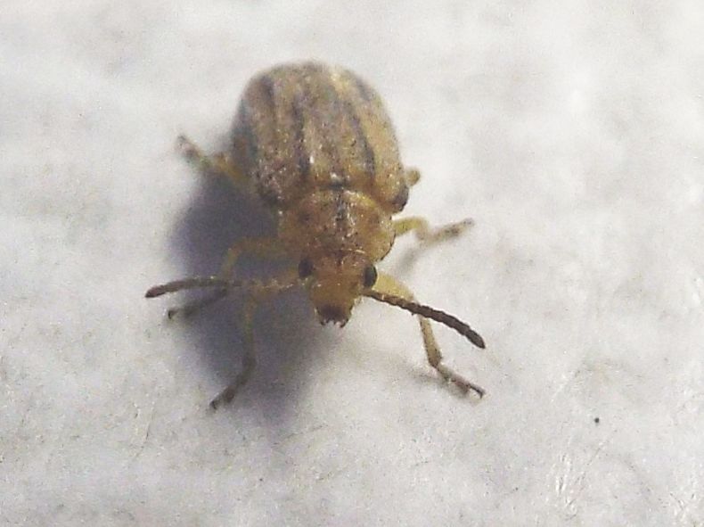 Chrysomelidae: Ophraella communa