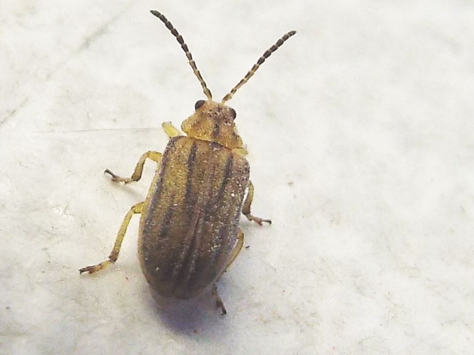 Chrysomelidae: Ophraella communa