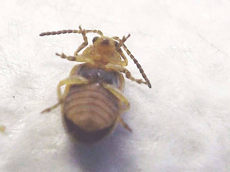 Chrysomelidae: Ophraella communa