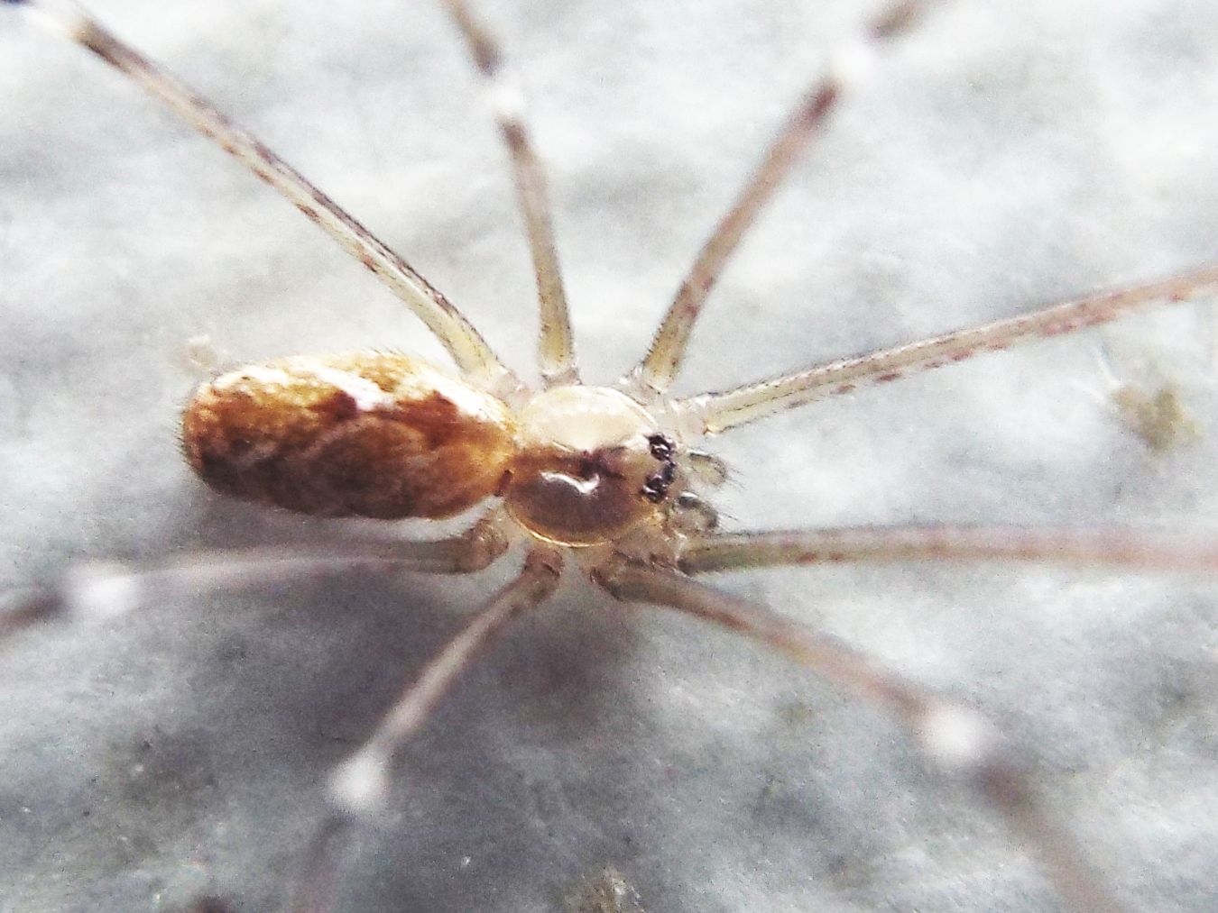 Pholcidae: Pholcus phalangioides?  No, Holocnemus pluchei  - Milano