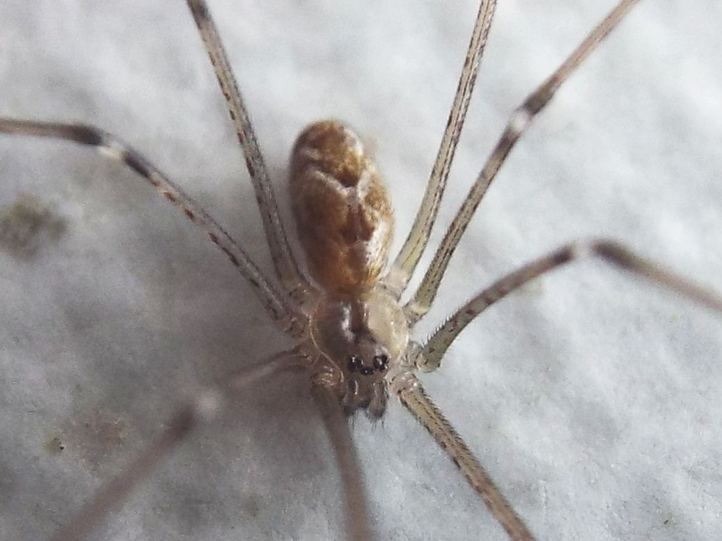 Pholcidae: Pholcus phalangioides?  No, Holocnemus pluchei  - Milano