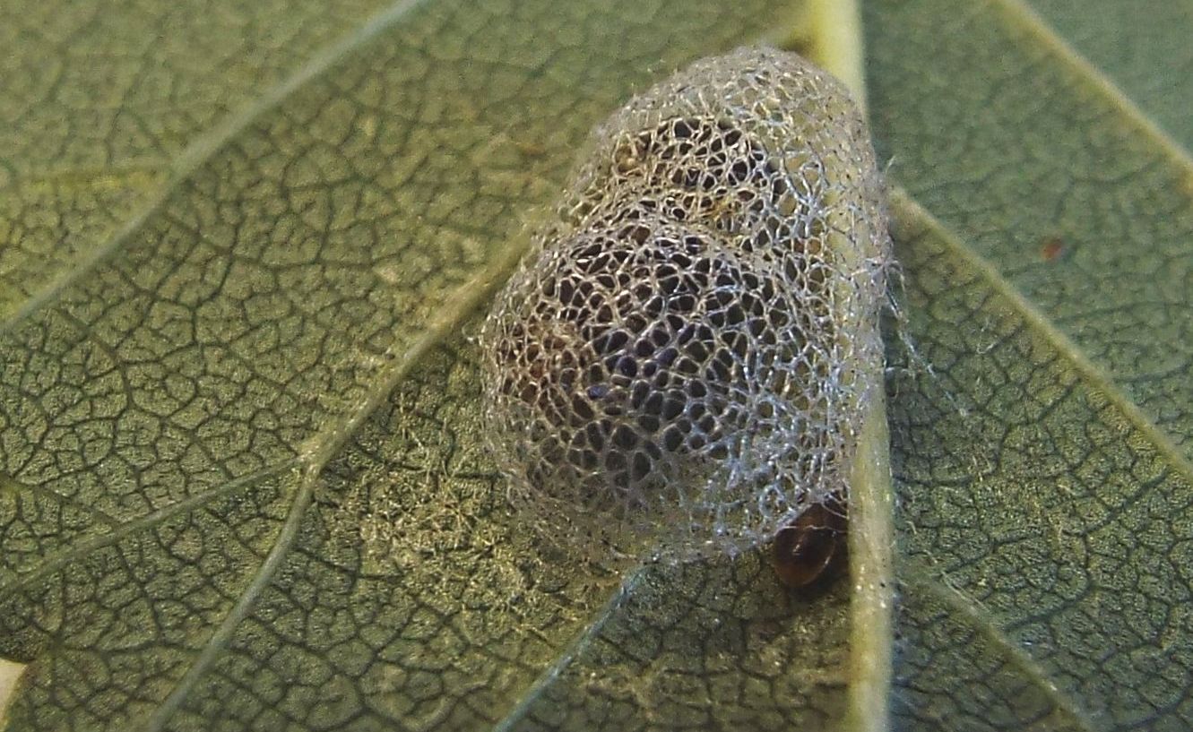 bozzolo di Aproceros leucopoda (Argidae) e ninfa di Orius sp.(Eterottero Anthocoridae)