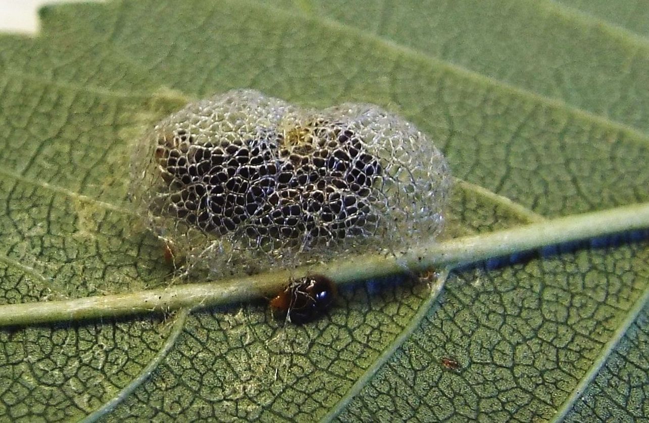 bozzolo di Aproceros leucopoda (Argidae) e ninfa di Orius sp.(Eterottero Anthocoridae)