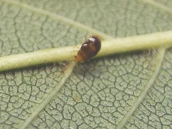 bozzolo di Aproceros leucopoda (Argidae) e ninfa di Orius sp.(Eterottero Anthocoridae)