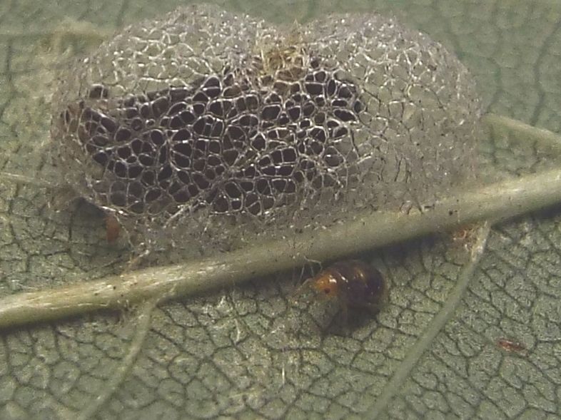 bozzolo di Aproceros leucopoda (Argidae) e ninfa di Orius sp.(Eterottero Anthocoridae)