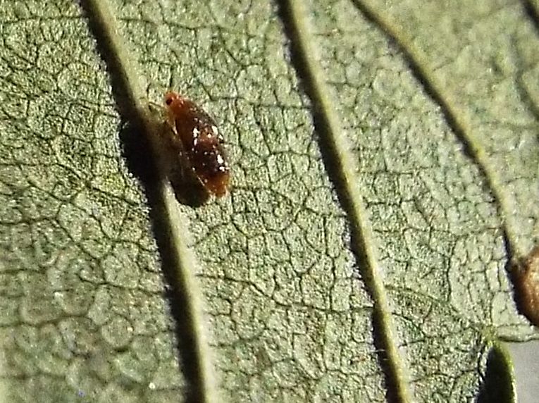 Anthocoridae: ninfa di Orius sp.