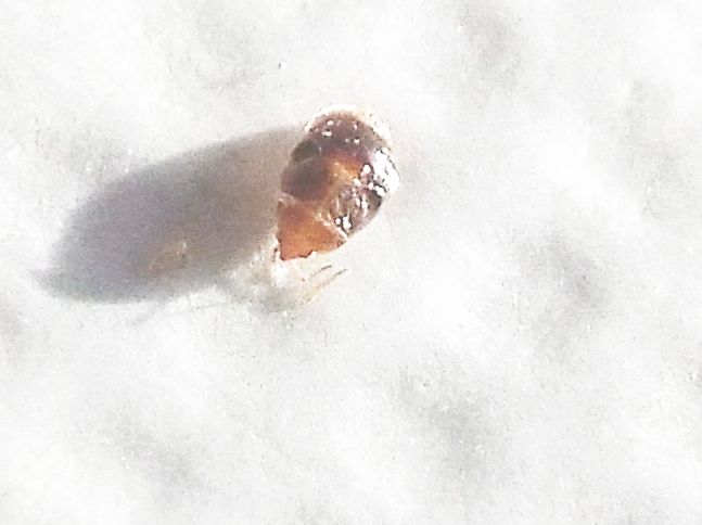 bozzolo di Aproceros leucopoda (Argidae) e ninfa di Orius sp.(Eterottero Anthocoridae)