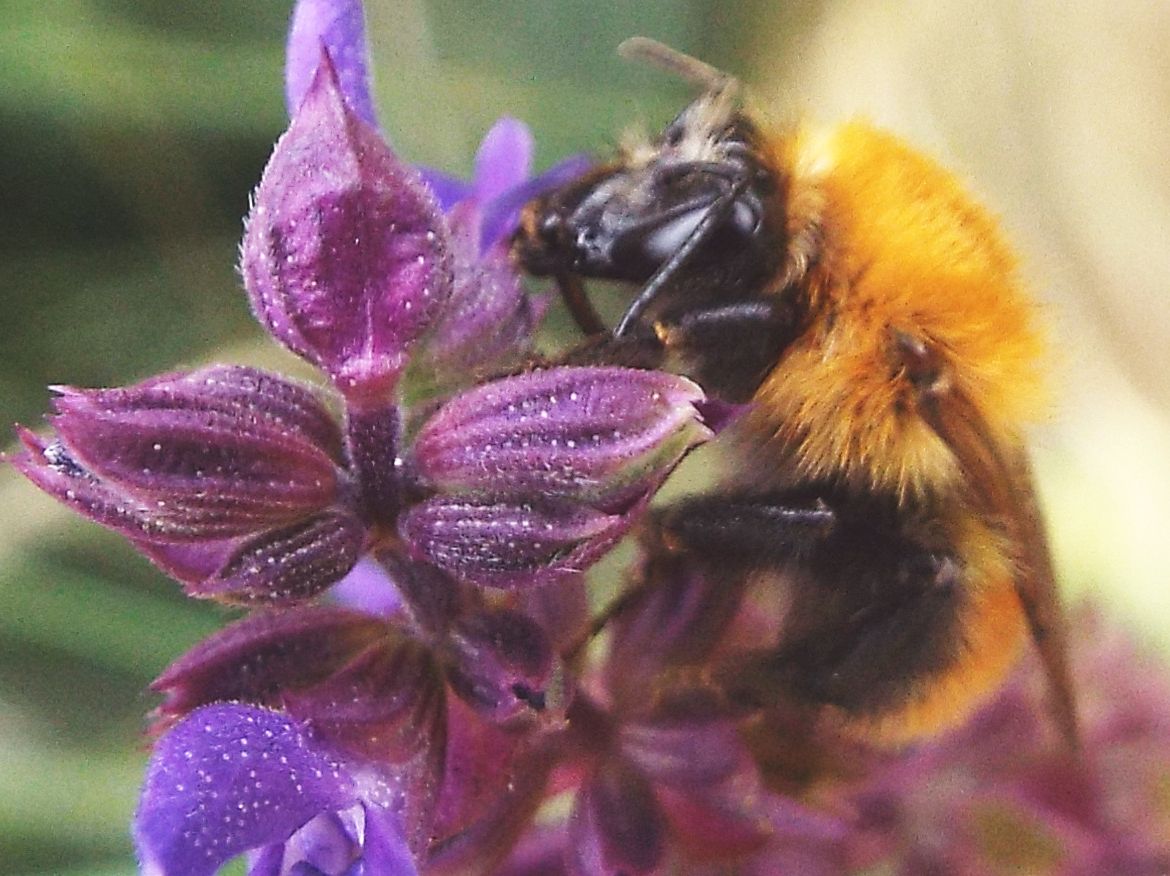 Bombus pascuorum