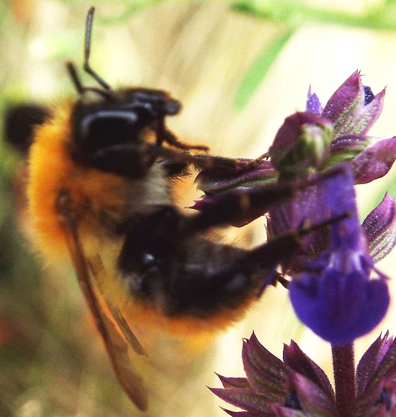 Bombus pascuorum