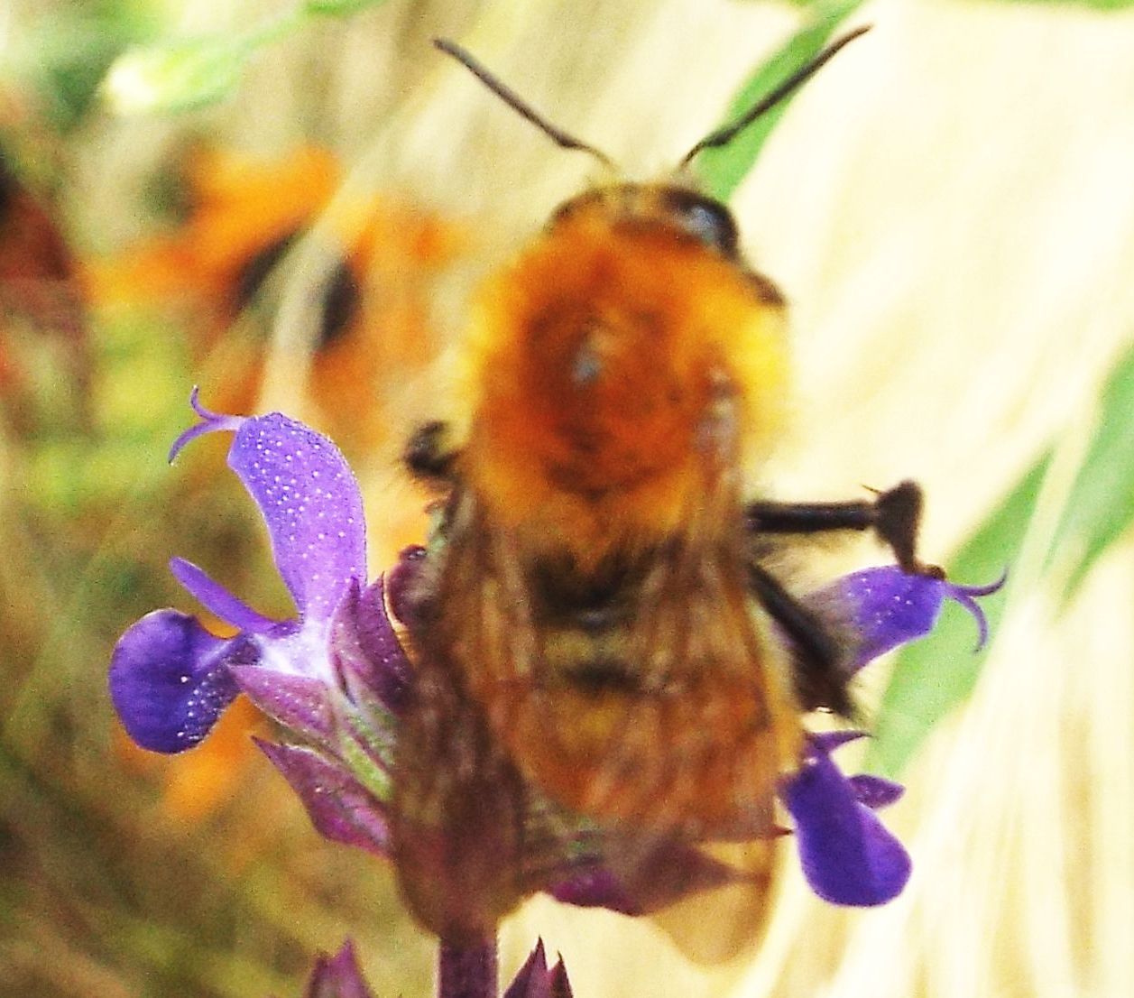 Bombus pascuorum