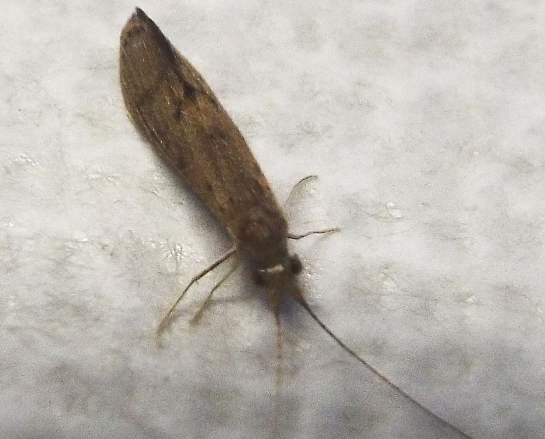 Leptoceridae