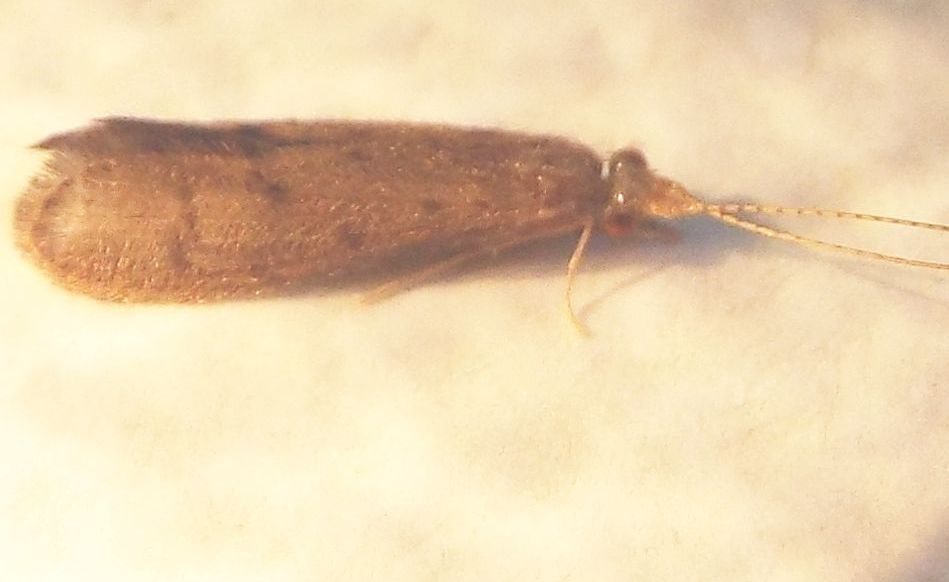 Leptoceridae