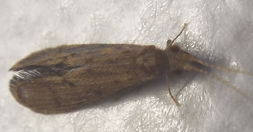 Leptoceridae