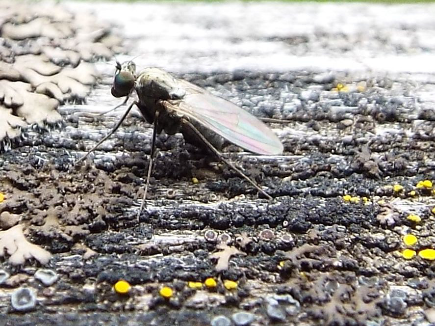 Dolichopodidae:   Medetera sp.