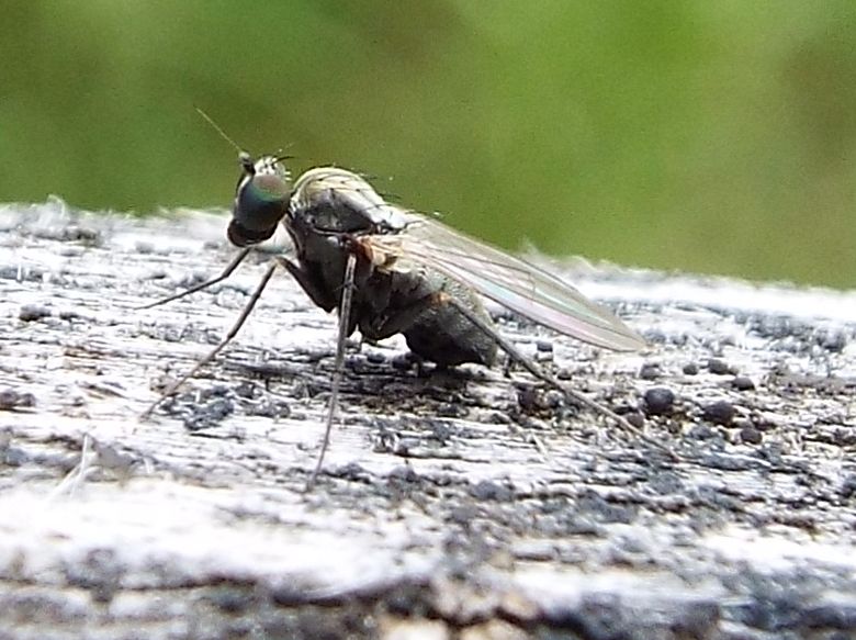 Dolichopodidae:   Medetera sp.