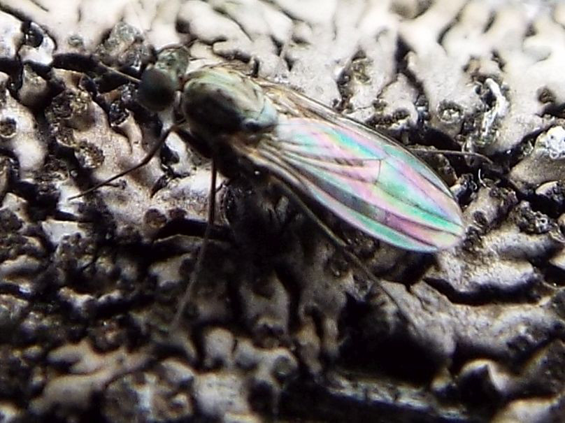 Dolichopodidae:   Medetera sp.