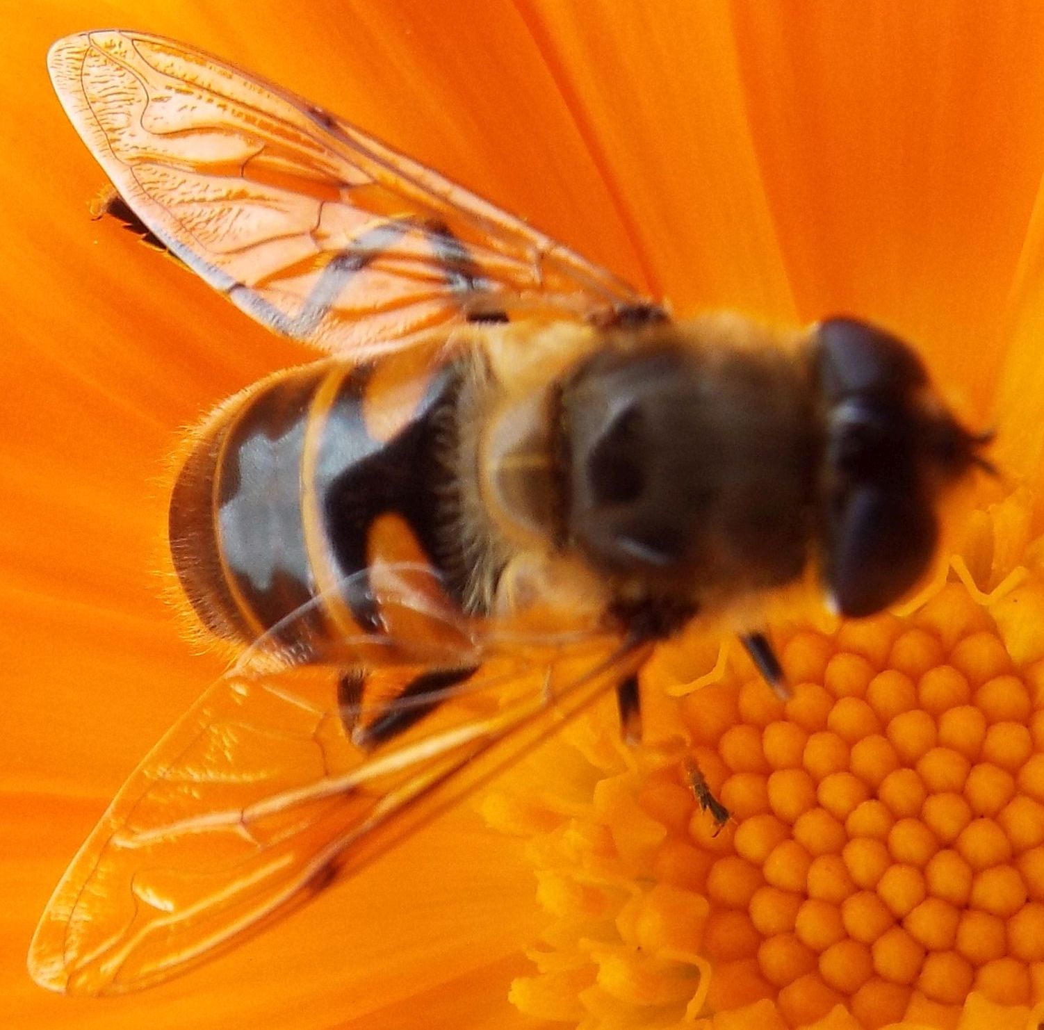 Syrphidae da identificare:  Eristalis tenax (m. e f.) ed Eristalis abusiva o arbustorum