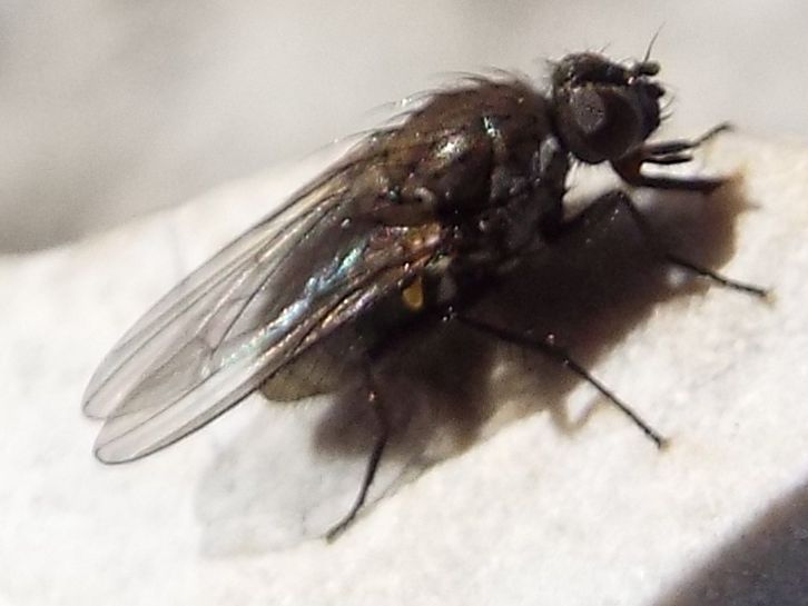 Anthomyiidae: cfr. Pegoplata sp., femmina
