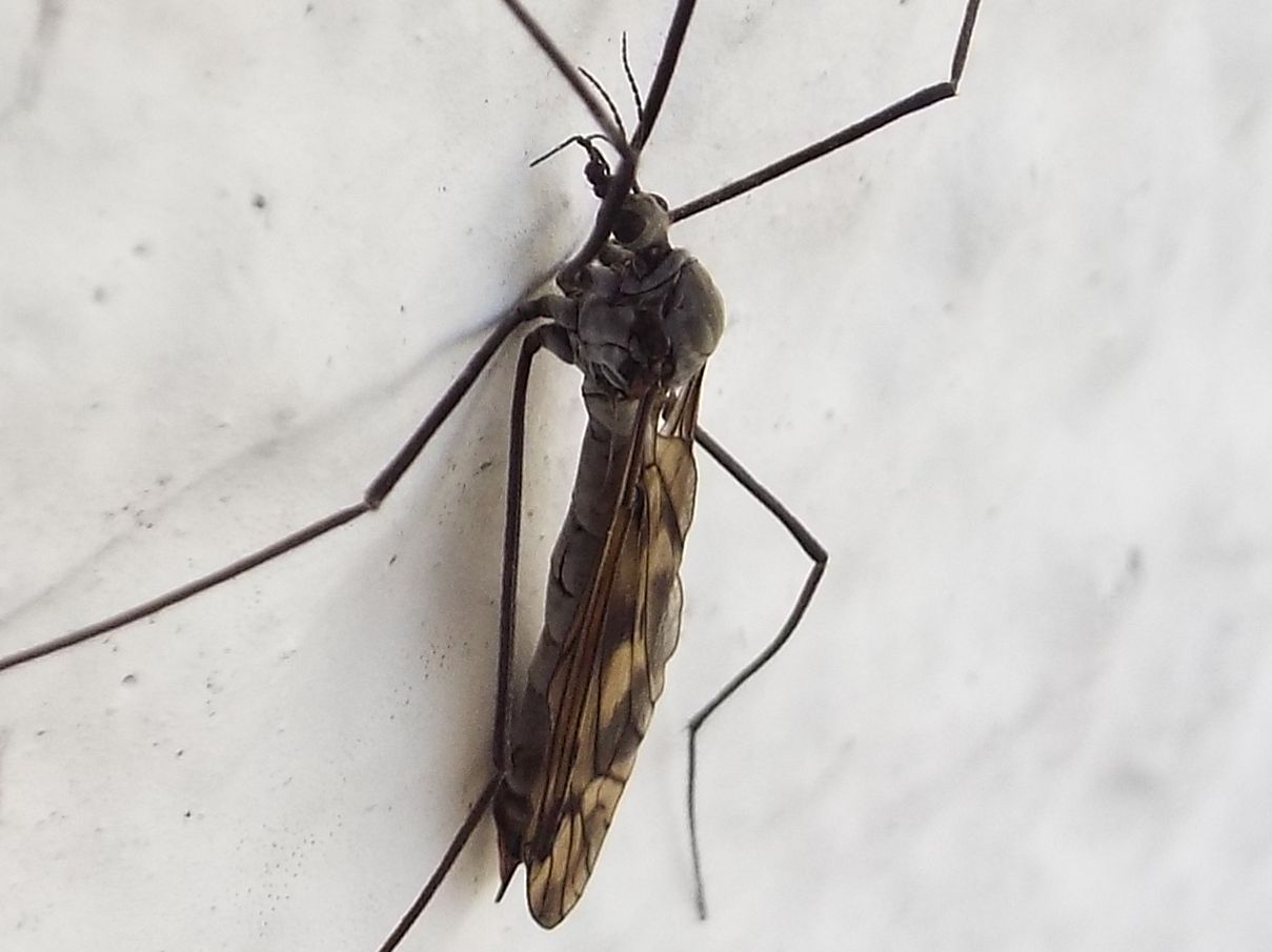 Tipulidae: due differenti specie di Tipula sp., femmine