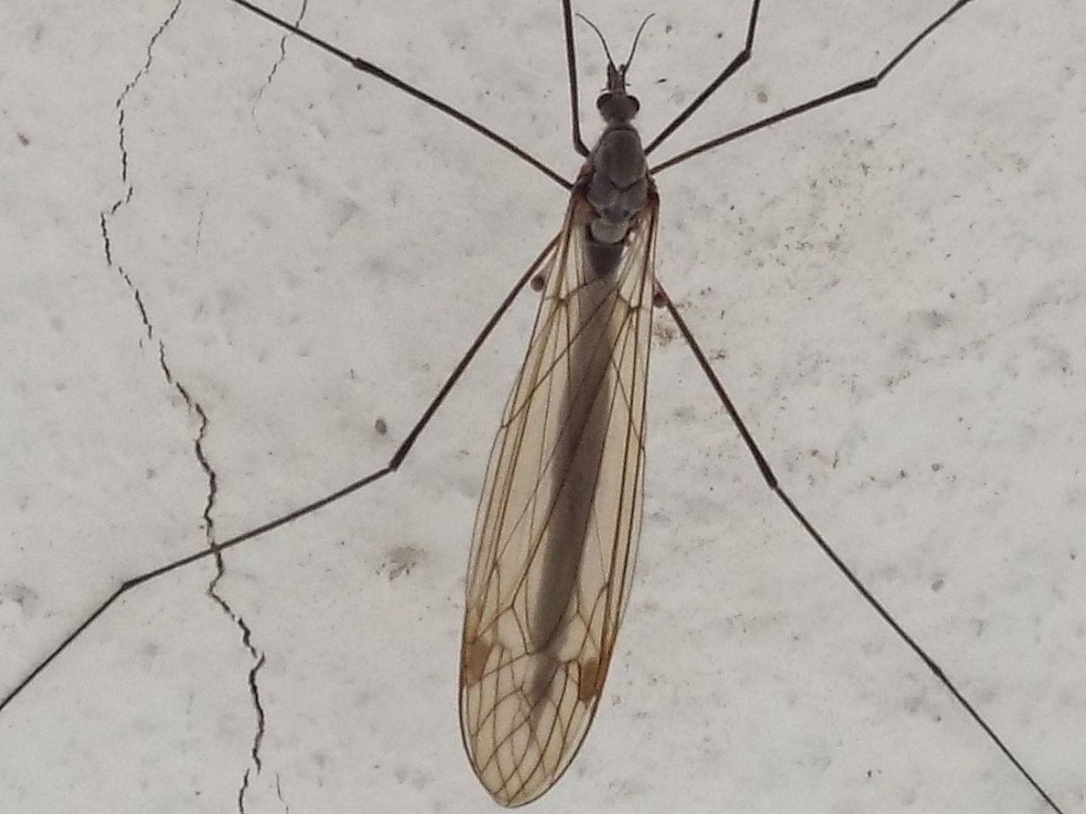 Tipulidae: due differenti specie di Tipula sp., femmine