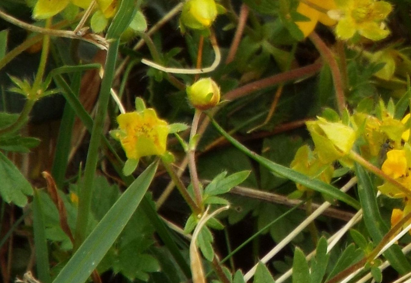 Potentilla sp. (Rosaceae)