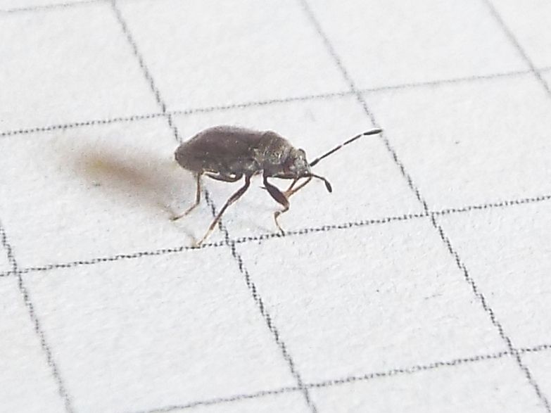 Lygaeidae: Stygnocoris rusticus