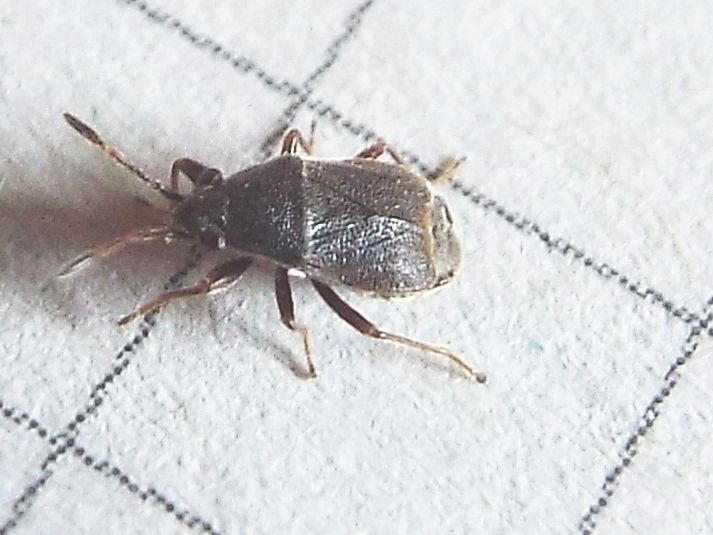 Lygaeidae: Stygnocoris rusticus