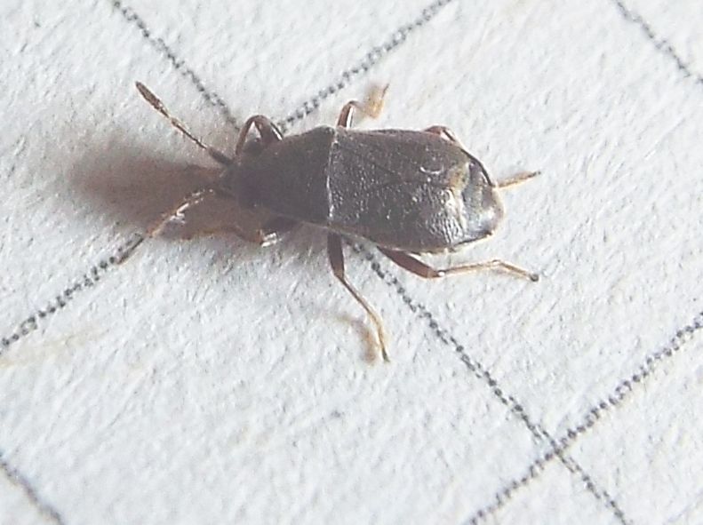 Lygaeidae: Stygnocoris rusticus