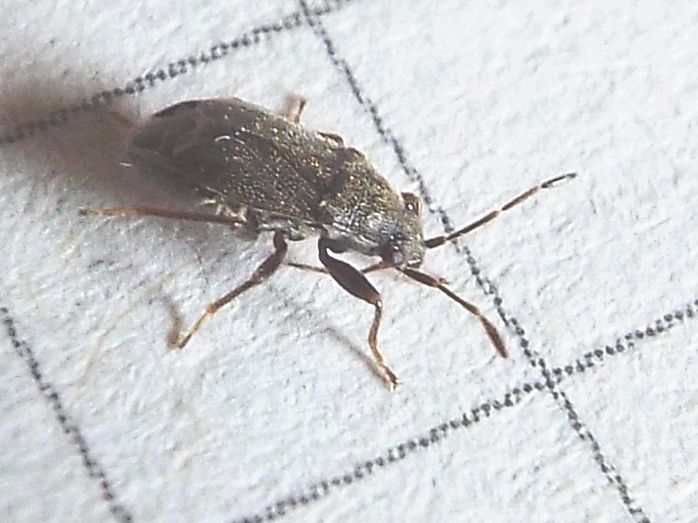Lygaeidae: Stygnocoris rusticus
