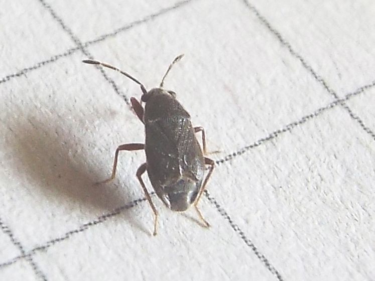 Lygaeidae: Stygnocoris rusticus