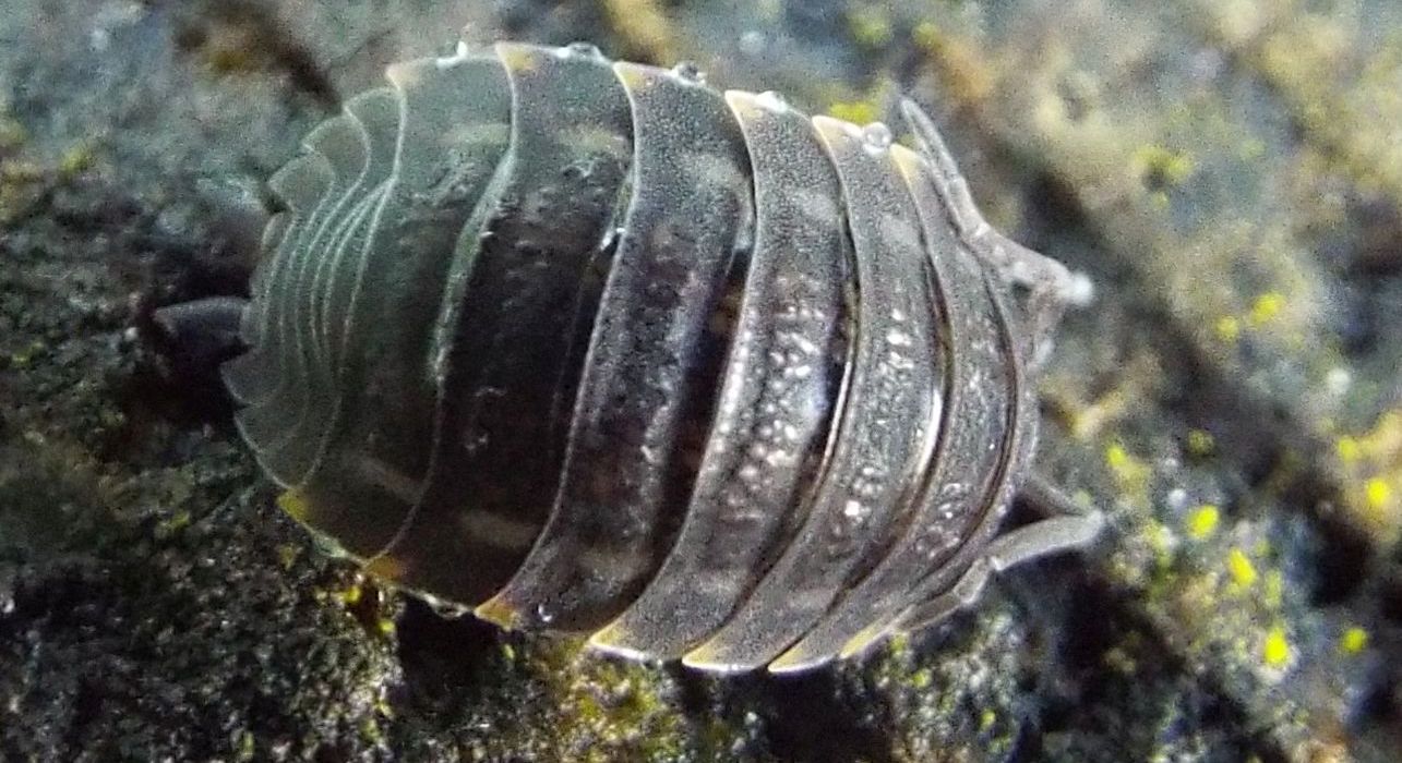 Trachelipus sp.  (Isopoda Trachelipodidae)