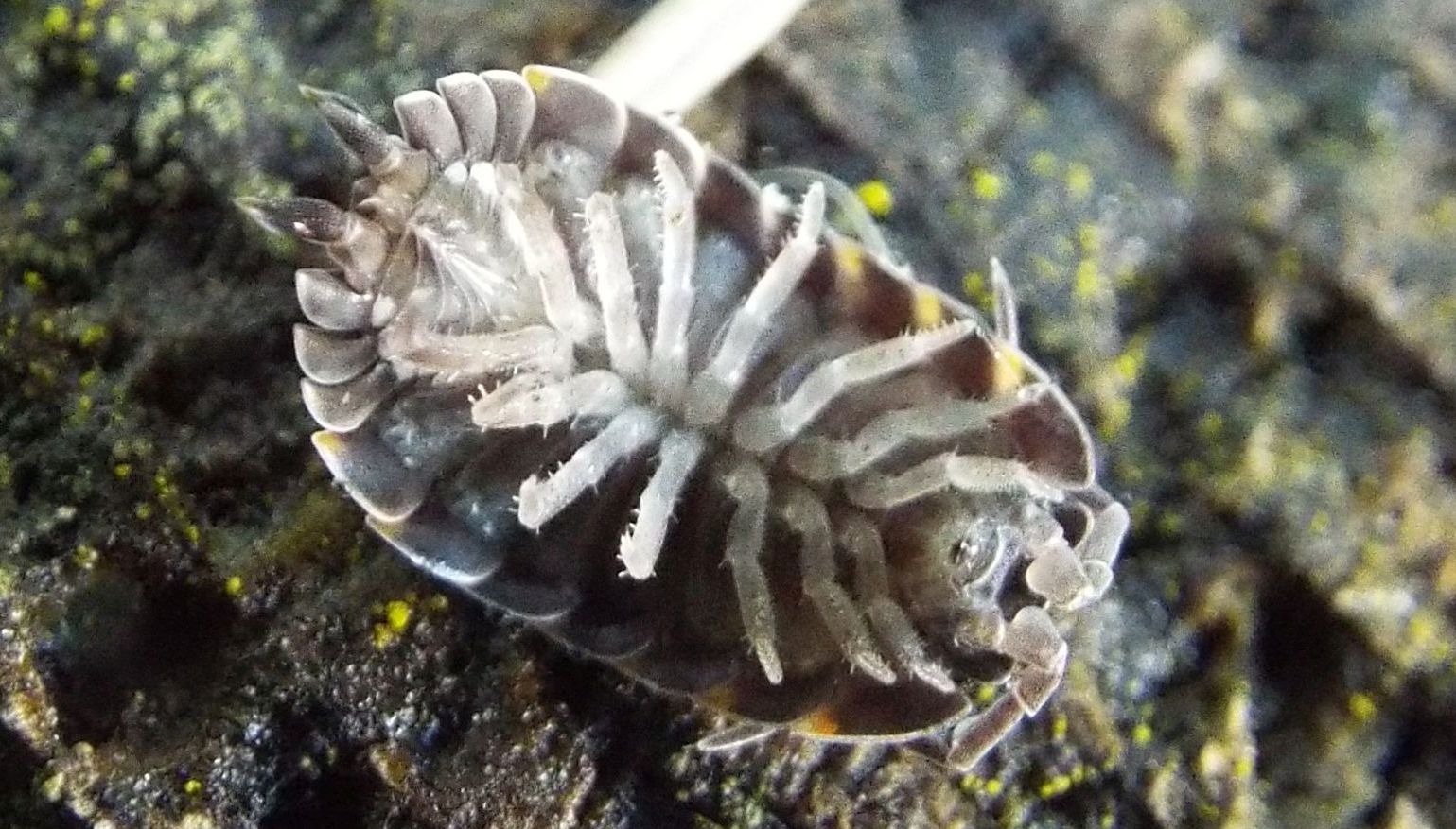 Trachelipus sp.  (Isopoda Trachelipodidae)