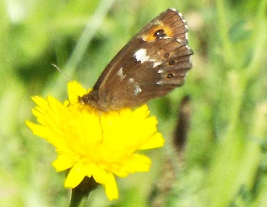 Erebia da identificare - Erebia ligea, Nymphalidae