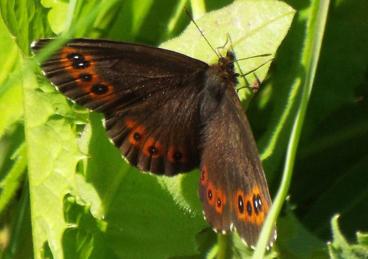 Erebia da identificare - Erebia ligea, Nymphalidae