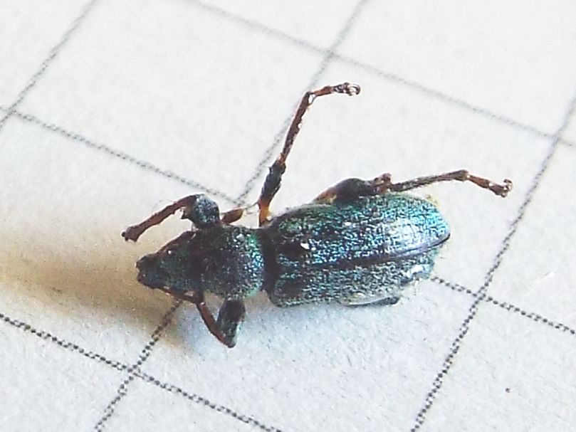 Fatale fu la resina al Curculionidae !!  Phyllobius arborator