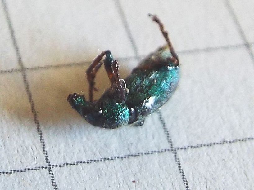 Fatale fu la resina al Curculionidae !!  Phyllobius arborator
