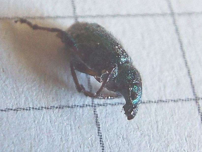 Fatale fu la resina al Curculionidae !!  Phyllobius arborator