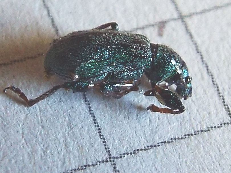 Fatale fu la resina al Curculionidae !!  Phyllobius arborator