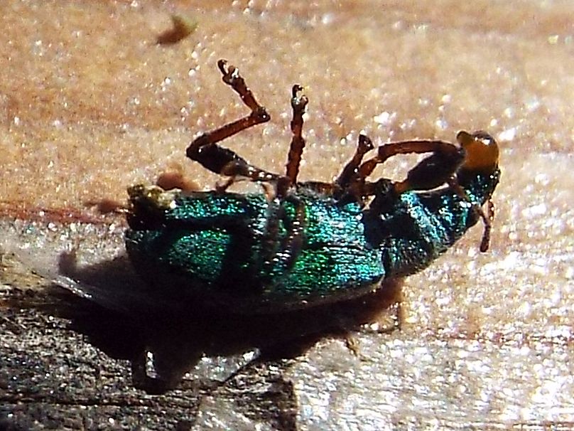 Fatale fu la resina al Curculionidae !!  Phyllobius arborator