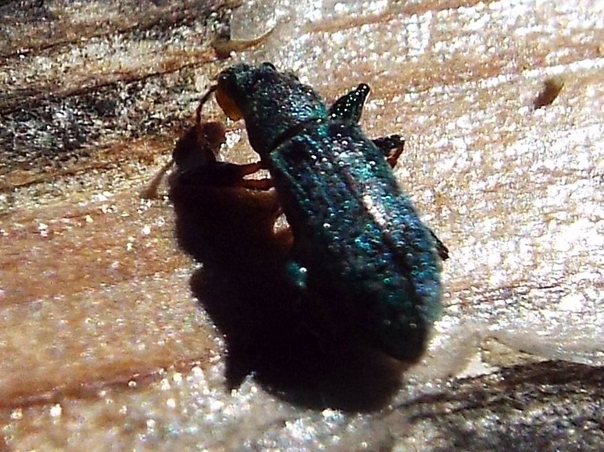 Fatale fu la resina al Curculionidae !!  Phyllobius arborator
