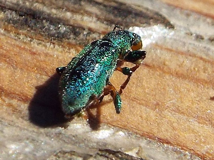 Fatale fu la resina al Curculionidae !!  Phyllobius arborator