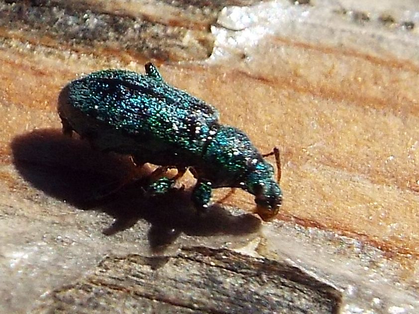 Fatale fu la resina al Curculionidae !!  Phyllobius arborator