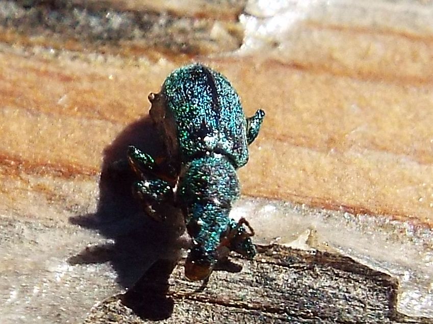 Fatale fu la resina al Curculionidae !!  Phyllobius arborator