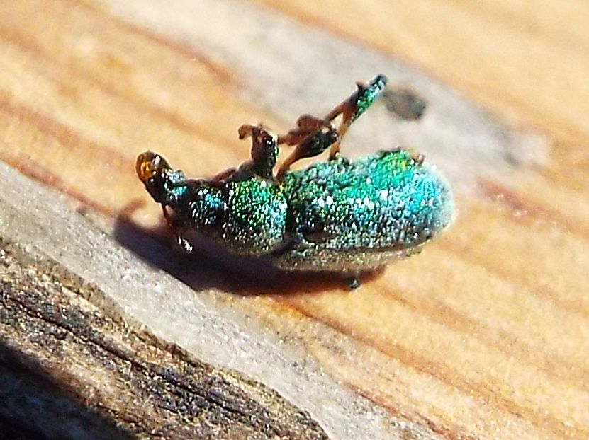 Fatale fu la resina al Curculionidae !!  Phyllobius arborator