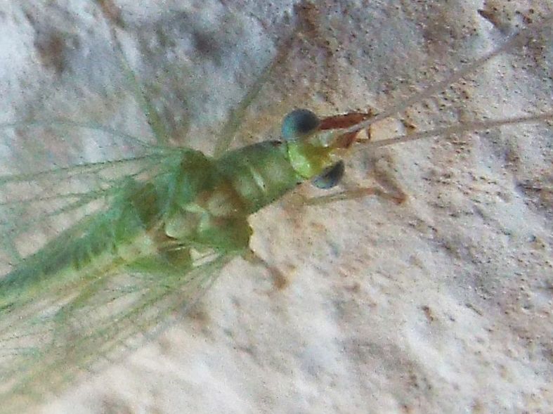 Chrysopa o Chrysoperla ? Chrysoperla sp.
