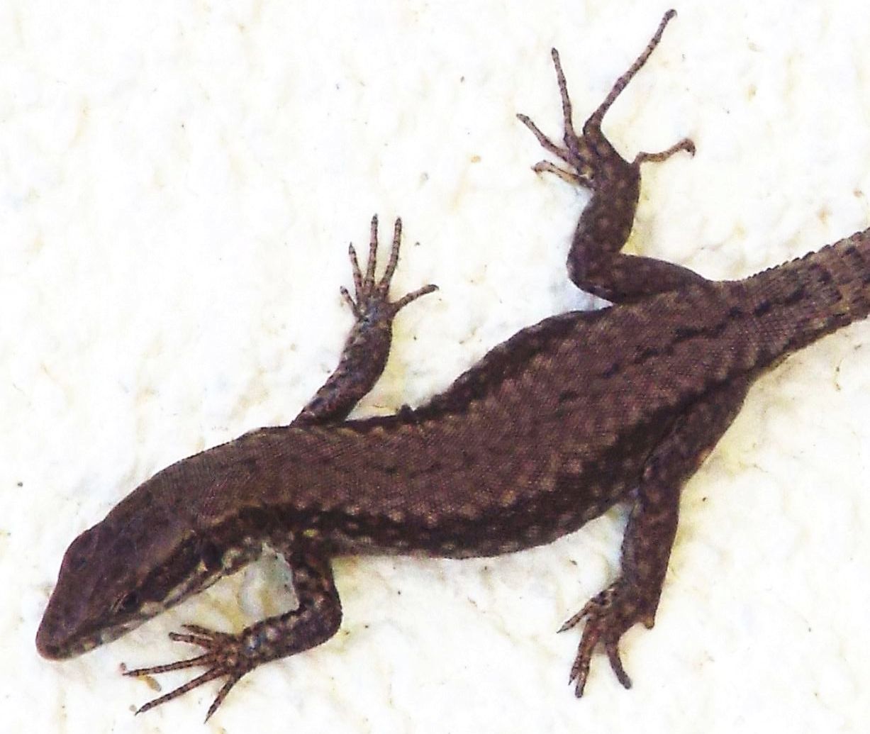 Sempre Podarcis muralis ?  S